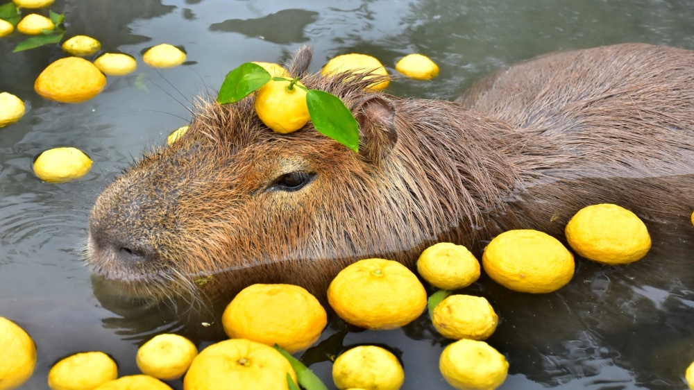 a capybara with a lemon on its head